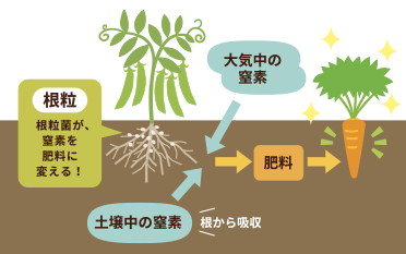 根粒　根粒菌が、窒素を把料に変える！大気中の窒素　土壌の窒素　根から吸収　把料